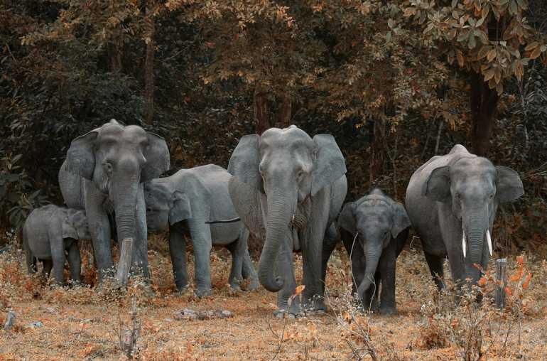Elephants walking in West Midlands Safari Park