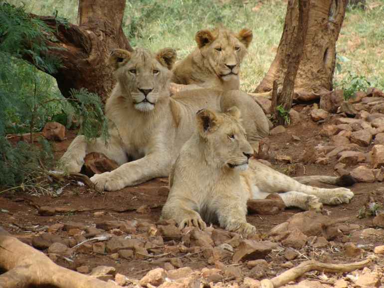 Lions resting at West Midlands Safari Park