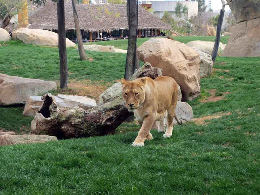 Lion Roaming at Paradise Park