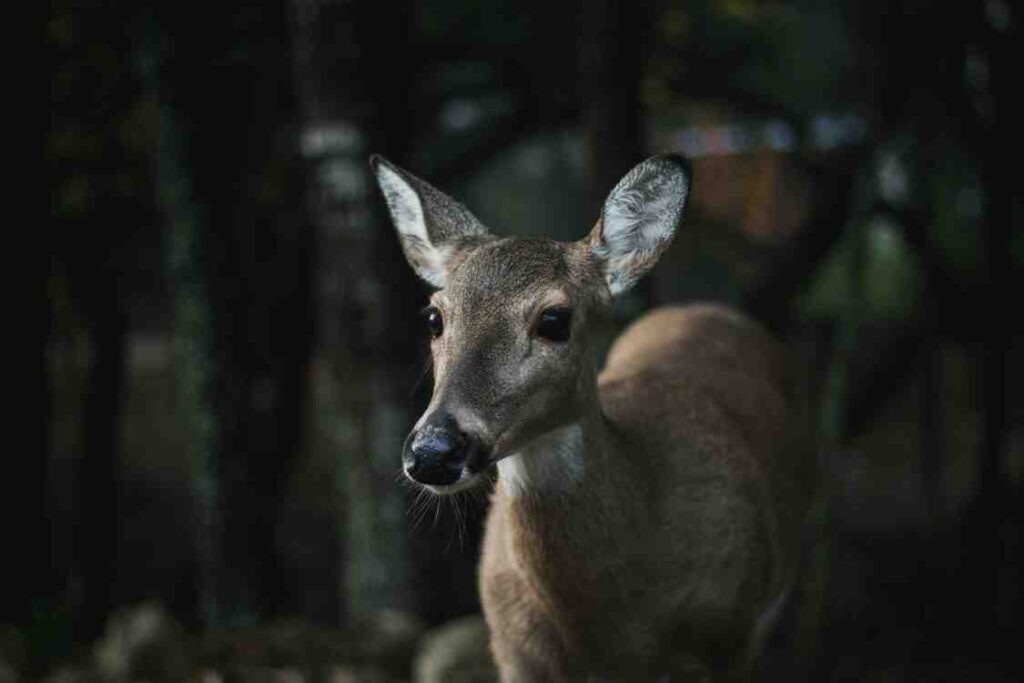 A deer wandering in King Lake park