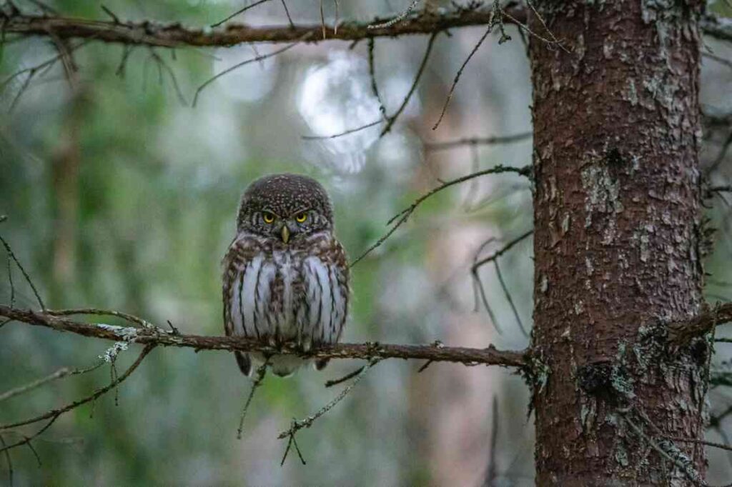 An owl is sitting on tree Decoy Lake