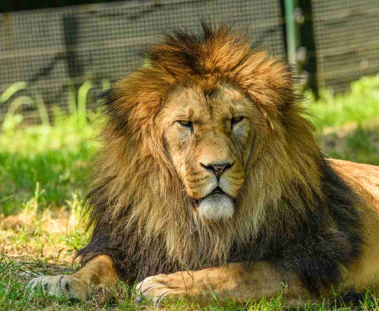 Serene lion sitting gracefully in its enclosure at Banham Zoo.