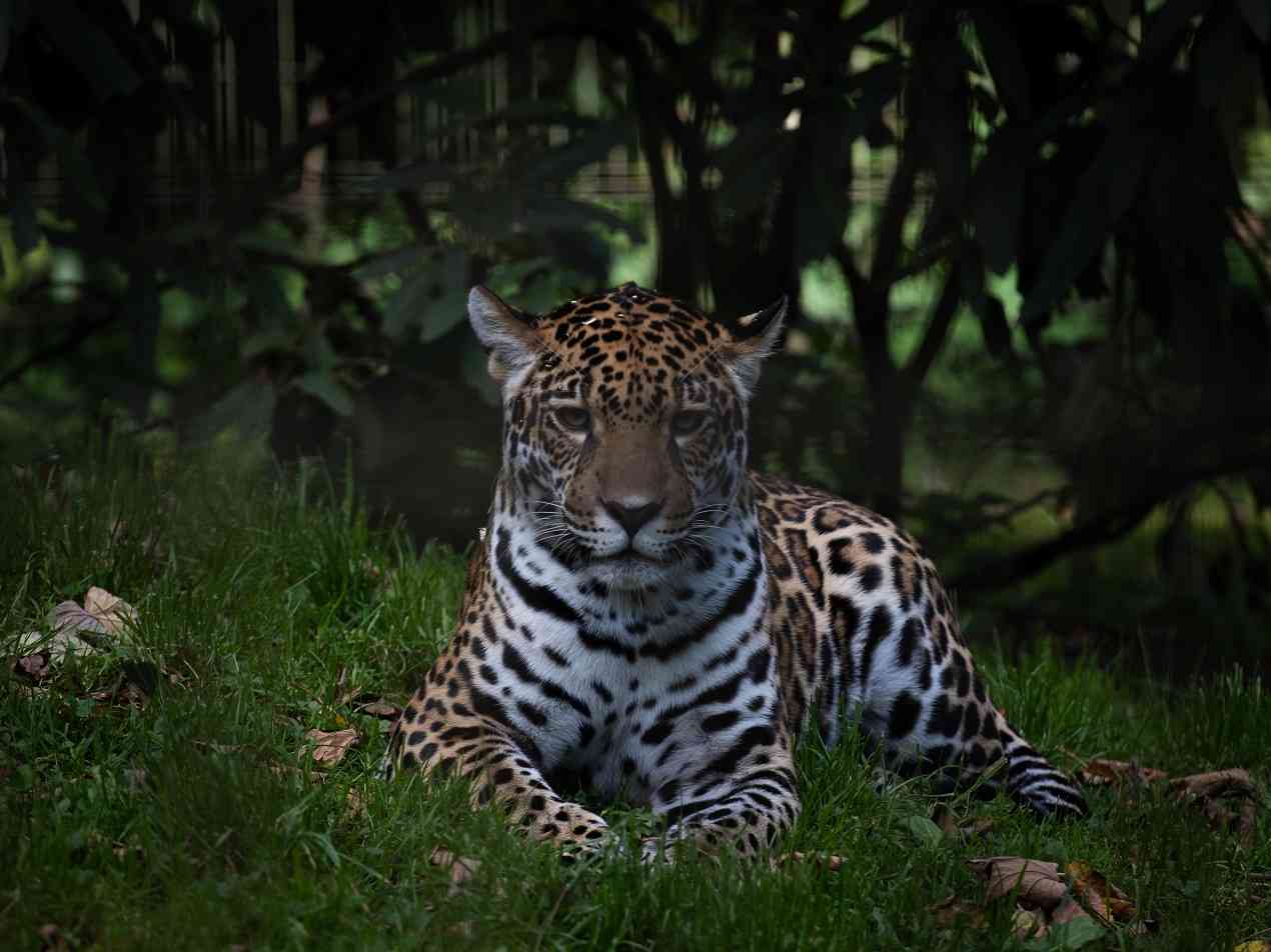 A lively leopard cub playfully pouncing, adding charm to the Welsh Mountain Zoo.