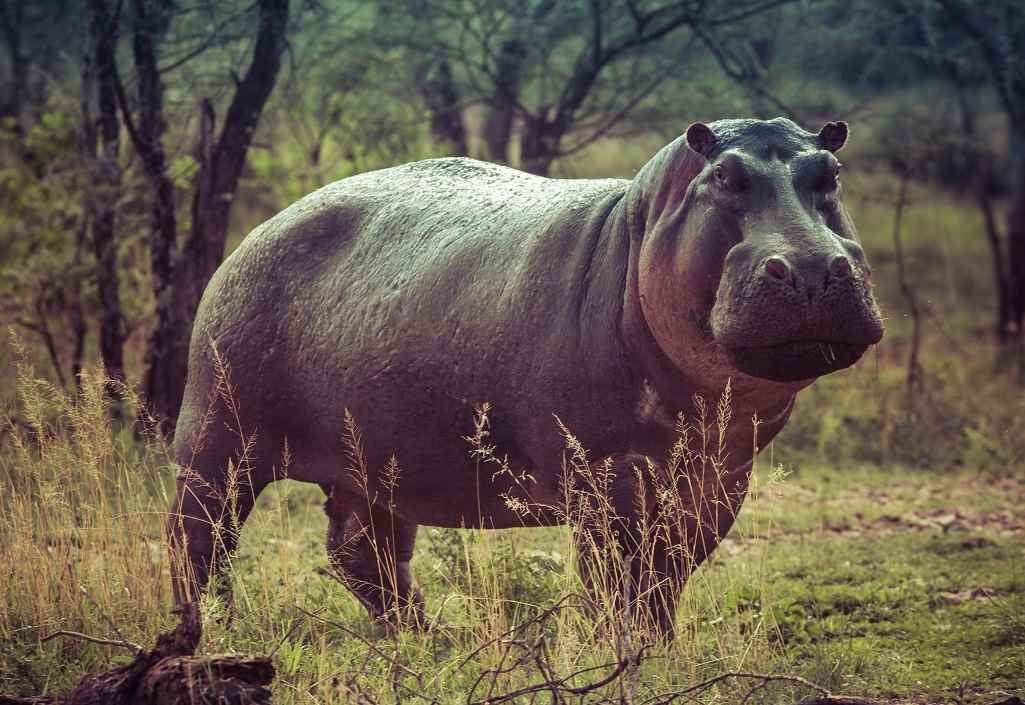 A Hippo wandering