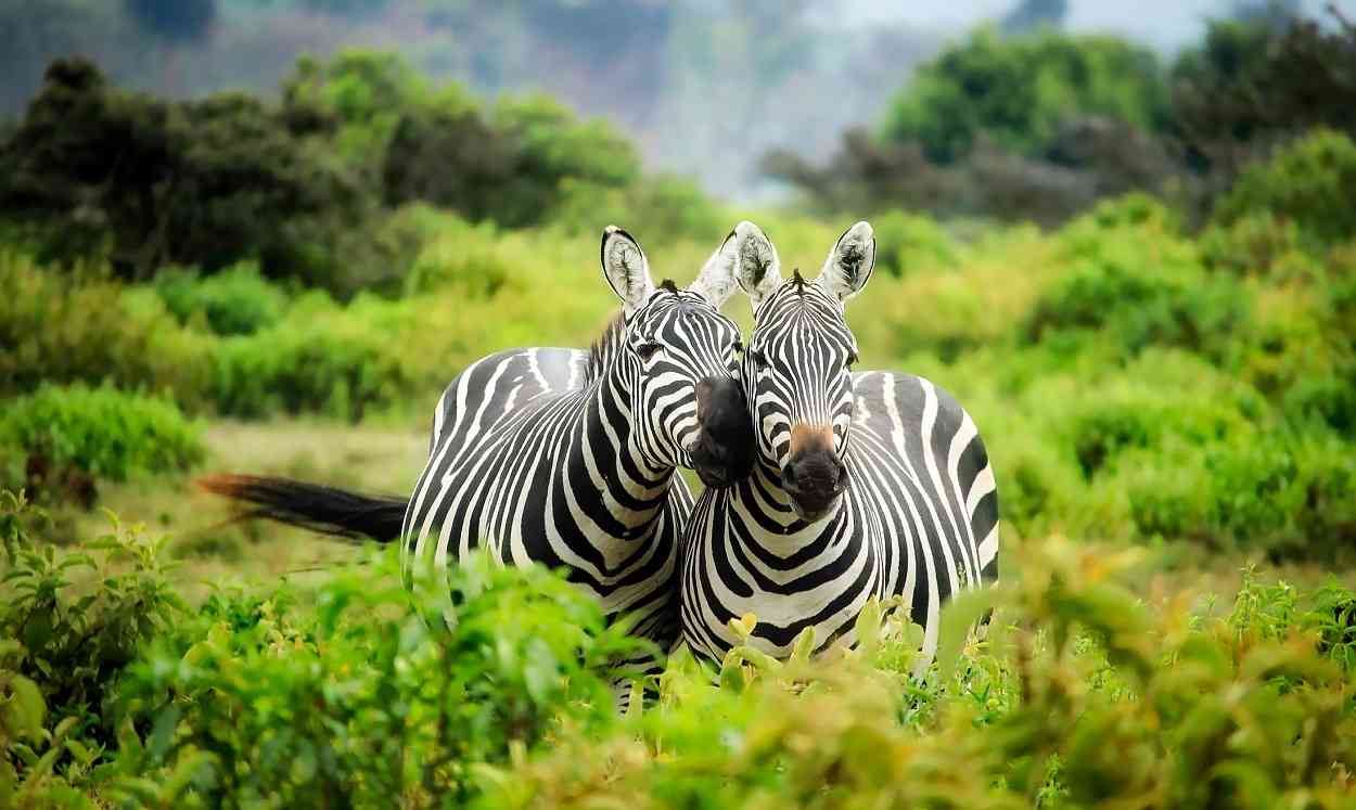Two zebras grazing in Beale Park, displaying their striking black and white stripes.