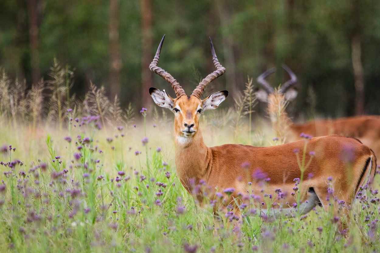 A graceful deer in the serene woodlands of Blair Drummond Safari Park.