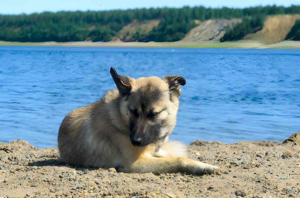A dog enjoying at hill head beach