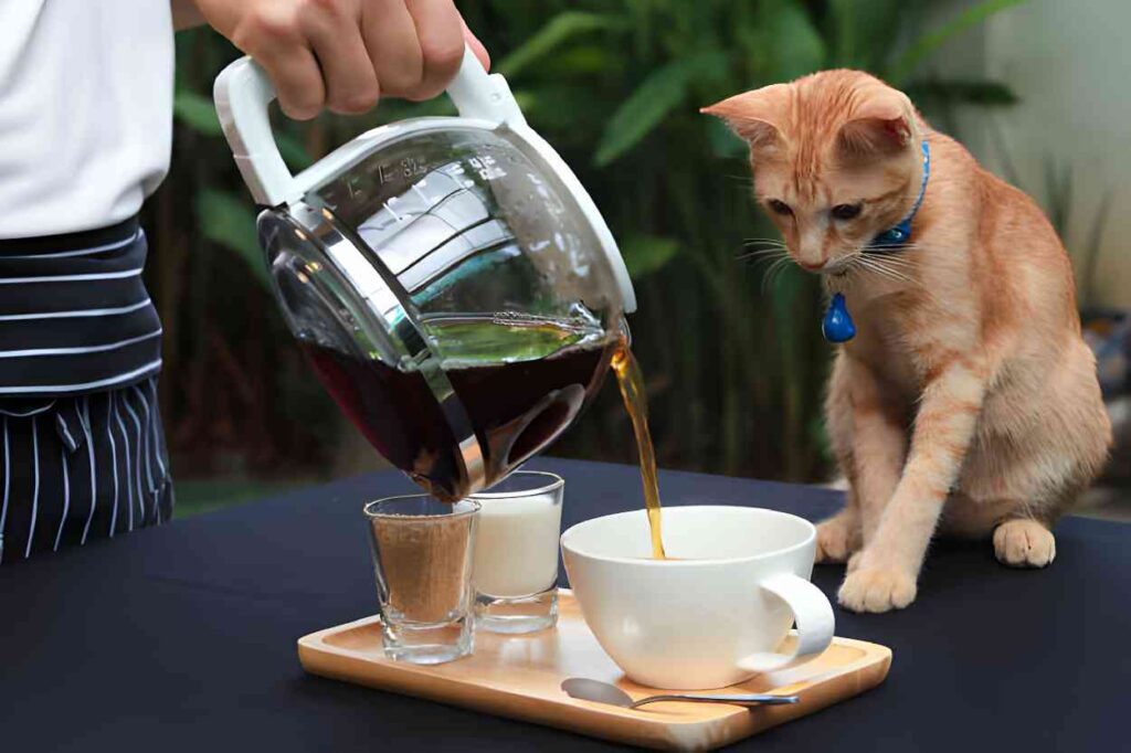 Exploring the Concept of Cat Cafes
