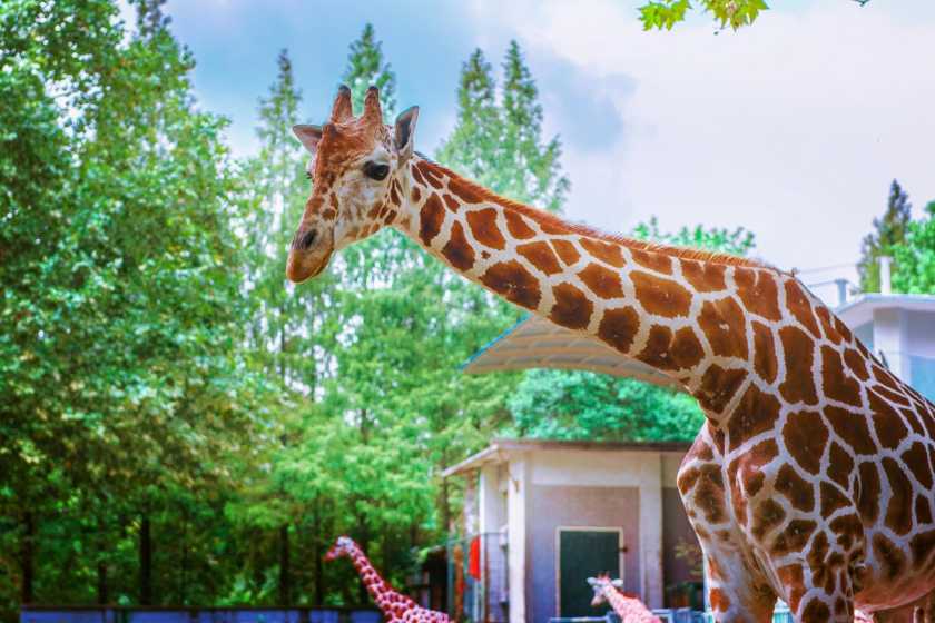 Graceful giraffe at Longleat Safari Park