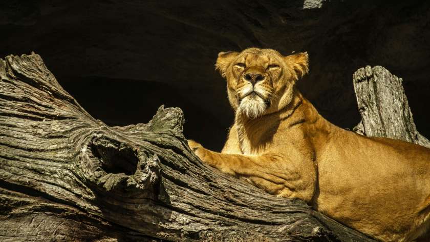 A majestic lion resting under the shade at Knowsley Safari Park